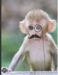 Monke Community Group (MCG)