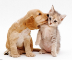 KittenAndPuppyClan!!