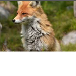 Fox’s