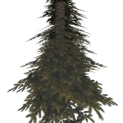 Forest Tree