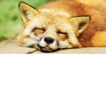 racoon gruop of gamers
