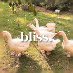 bIiss.