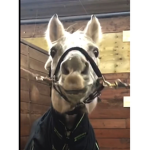 Horsey Hangout