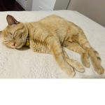 Cats are so cute:)