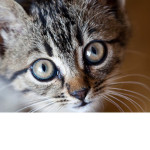 CatSy army