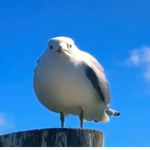 e p i c b o i s
