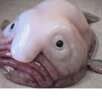 The One And Only Blob Group