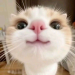 ItzMellow_Roblox Group