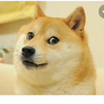 xX DOGE FAN GROUP Xx