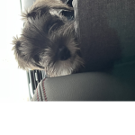 mini schnauzer!<3