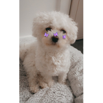 PerfectPuppys