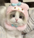 meowfiia
