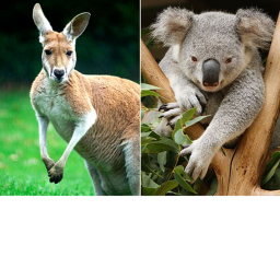 Kangaroos and Koalas