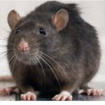 Da rat babies