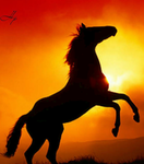 Sunset Equine Stables