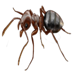 Ant's Hangout