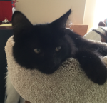 The Cupcake Kittens Return!