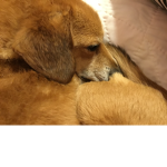A Tired Dog