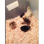 THE CHICK GROUP