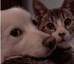 ~Puppy’s and Kittens~