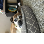 Love dogs and play with you guys