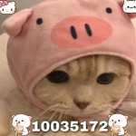 Imasassyhamster Fan Group <3