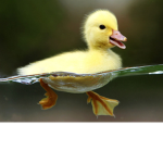 Duck Clan Were Ducks