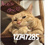 ace's dhc