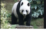 Da Kings Of Da Pandas