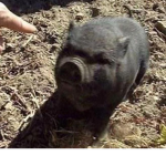 hawgs big business
