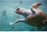 save the sea turtles!!