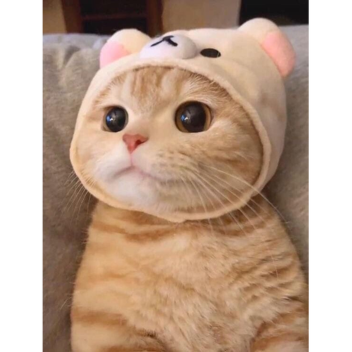 КОШАЧИЙ РАЙ CAT HEAVEN