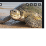 The Turtle Army.