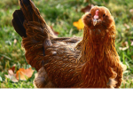 :D chickens