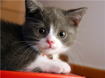 Cat are funny.