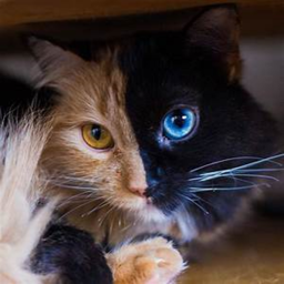 HannahCat Hangout