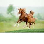 HORSES ARE EVERYTHING SQUAD
