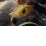 Bffs world