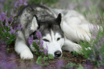 Alex_Animals