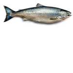 salmon.exe