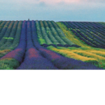 Lavender Gardens
