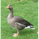 The Geese Things