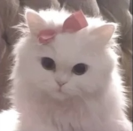 Gʟᴀᴍ Sqᴜᴀᴅ