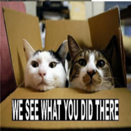 Funny cats. Roblox decal