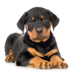 Dogs Rottweiler