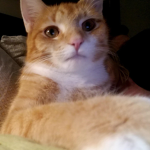 My Cats Group :)