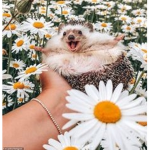 vibe mood