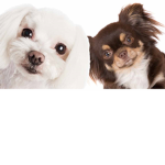 Love Animals Forever.