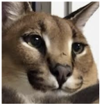 Floppa Fandom Group