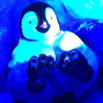 the penguins of time